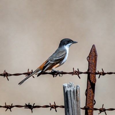 Vermilion Flycatcher perched on barbed wire