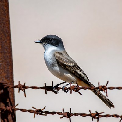 Vermilion Flycatcher perched on barbed wire