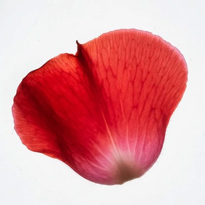 Red flower petal isolated