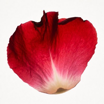 Red Rose Petal Isolated