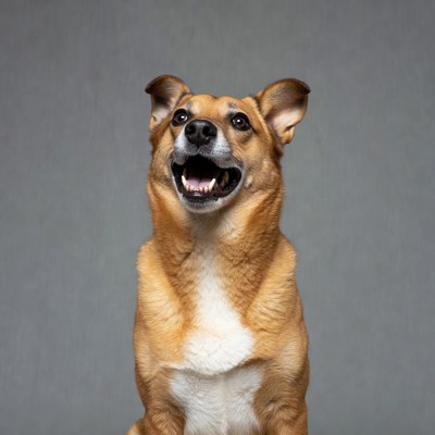 Brown dog barking on gray background