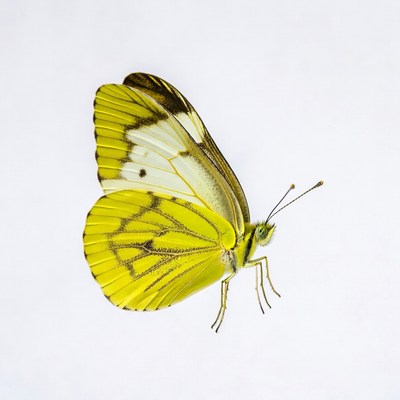 Yellow Butterfly on White Background