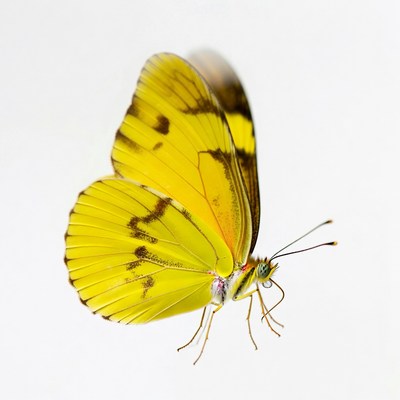 Yellow butterfly with black spots