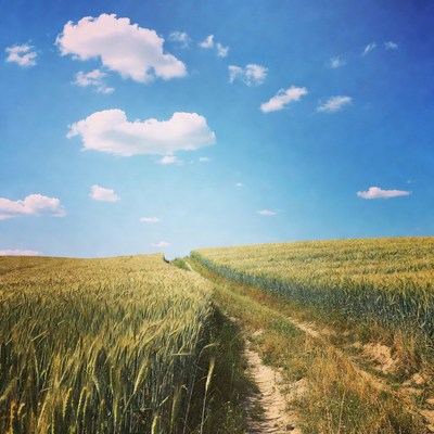 Wheat Field Path Blue Sky