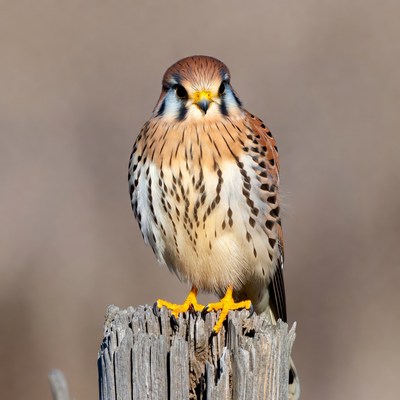American Kestrel Perched on Stump