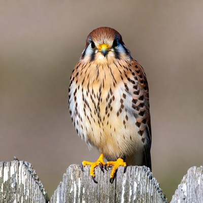 American Kestrel perched on fence