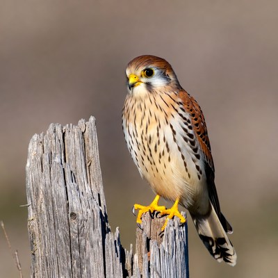 American Kestrel Perched on Wooden Post