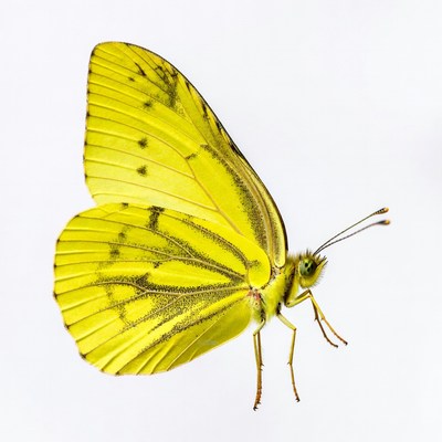 Yellow Butterfly on White Background