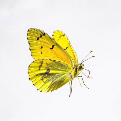 Yellow butterfly on white background