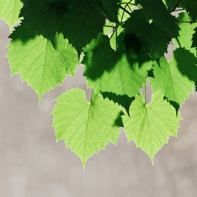 Lush green maple leaves with shadows