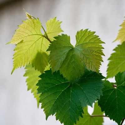 Fresh green grapevine leaves