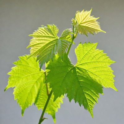 Fresh green grapevine leaves
