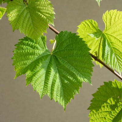 Fresh green grape leaves on vine