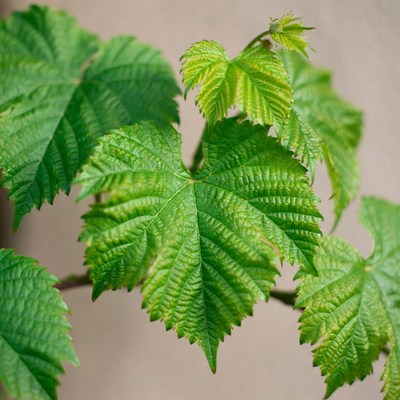 Fresh green grape leaves