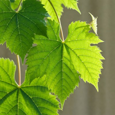 Closeup of vibrant green grape leaves