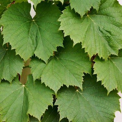 Close-up of green grapevine leaves