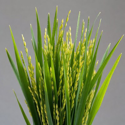 Fresh Rice Plant Stalks