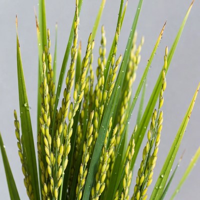 Fresh rice plant stalks