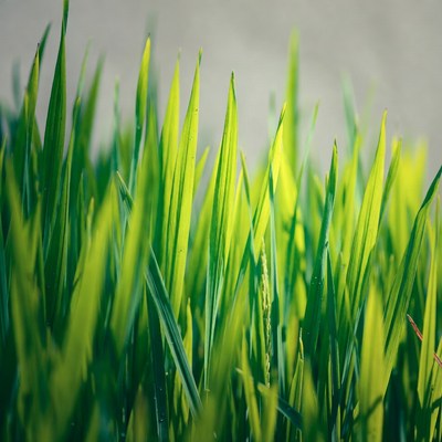 Fresh green grass blades close-up