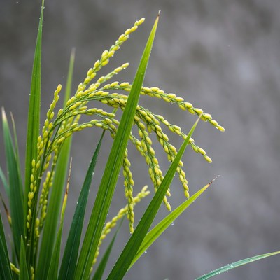 Ripe Rice Plant with Golden Grains