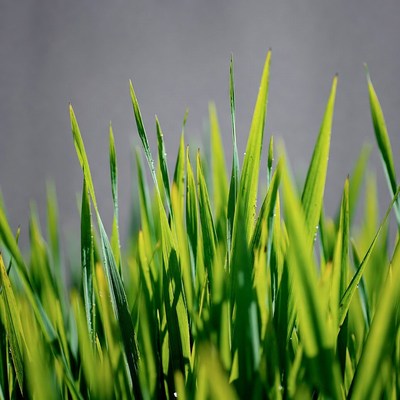 Dew-covered green grass blades