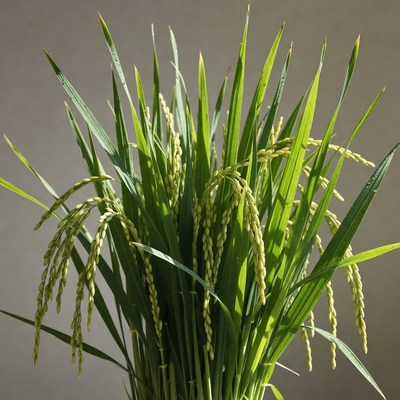 Fresh rice plant stalks