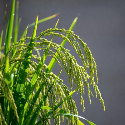 Dewy Rice Plants in Field