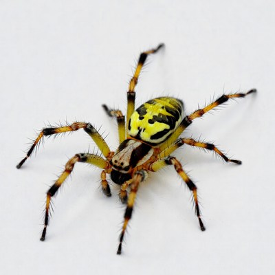 Yellow garden spider on white background