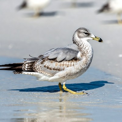 Gull standing in shallow water