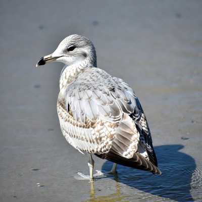Gray Gull Standing on Beach