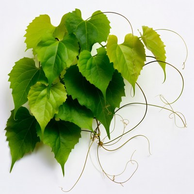 Green Ivy Leaves on White Background