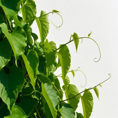 Green vine leaves with tendrils