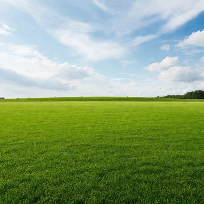 Vast green field under blue sky