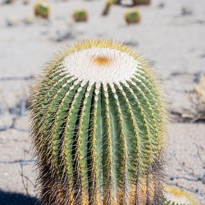 Golden Barrel Cactus in Desert