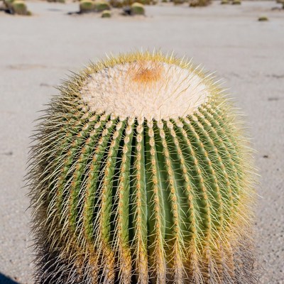 Large golden barrel cactus in desert