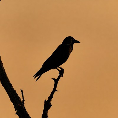 Silhouette crow perched on branch