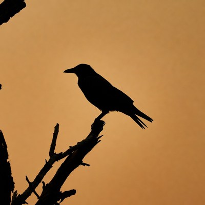 Silhouette of Crow on Branch