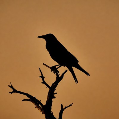 Silhouette of crow on branch