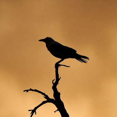 Silhouette of crow on branch