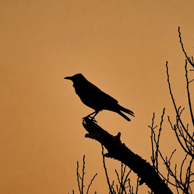 Silhouette of crow on branch