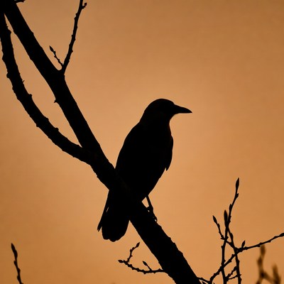Silhouette of crow on branch