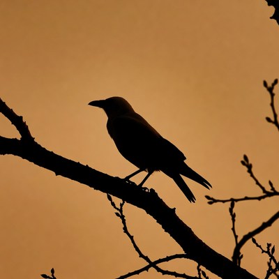 Silhouette of crow on branch