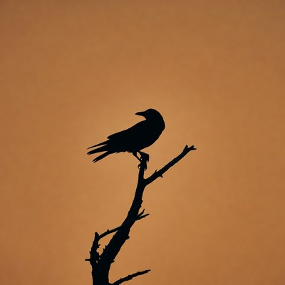 Silhouette of crow on branch