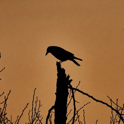 Silhouette of crow on stump at sunset
