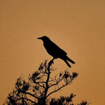 Silhouette of crow on branch