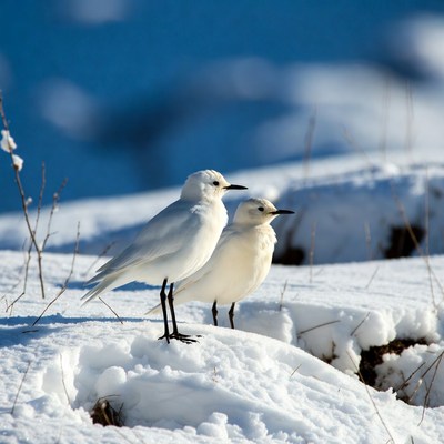 Two snowy plovers on snow