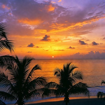 Tropical Sunset Beach with Palm Trees