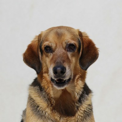 German Shepherd mix dog growling