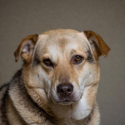 German Shepherd dog close-up