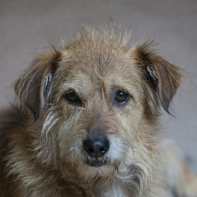 Closeup of fluffy brown terrier dog